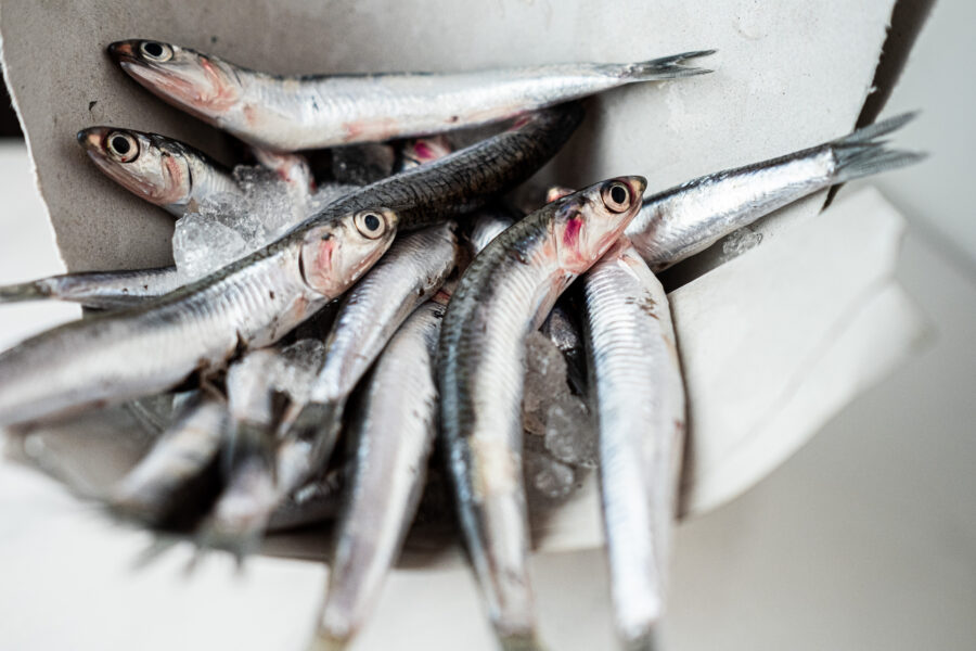 Boquerones frescos de la bahía de Cádiz ideales para freír, empanar, en vinagre. Comprar pescado en Cádiz. Haz tu compra online de productos de mercado de abastos de Cádiz y te lo llevamos a tu casa. Mercados de Cádiz (+34) 698 98 41 46