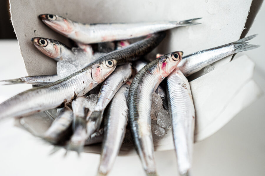 Boquerones frescos de la bahía de Cádiz ideales para freír, empanar, en vinagre. Comprar pescado en Cádiz. Haz tu compra online de productos de mercado de abastos de Cádiz y te lo llevamos a tu casa. Mercados de Cádiz (+34) 698 98 41 46