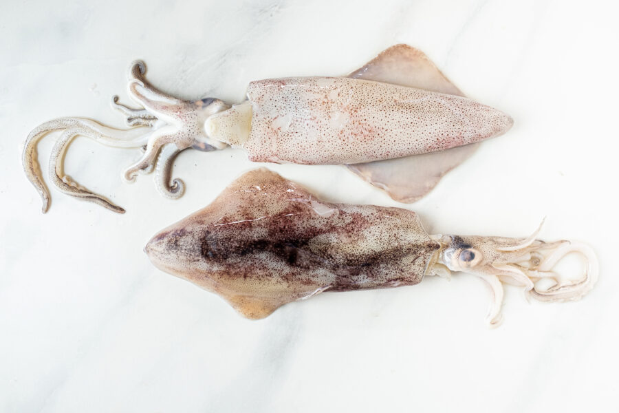 Calamar fresco de potera de Marruecos, ideal para cocinarlo a la plancha, frito, relleno. Comprar pescado en Cádiz. Haz tu compra online de productos de mercado de abastos de Cádiz y te lo llevamos a tu casa. Mercados de Cádiz (+34) 698 98 41 46