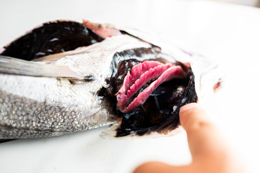 Merluza blanca fresca del norte capturada de manera tradicional con anzuelo una a una ideal para cocinarla frita, rebozada, guisada y empanada. Compra online en el mercado de abastos de Cádiz y te lo llevamos a tu casa. Mercados de Cádiz (+34) 698 98 41 46