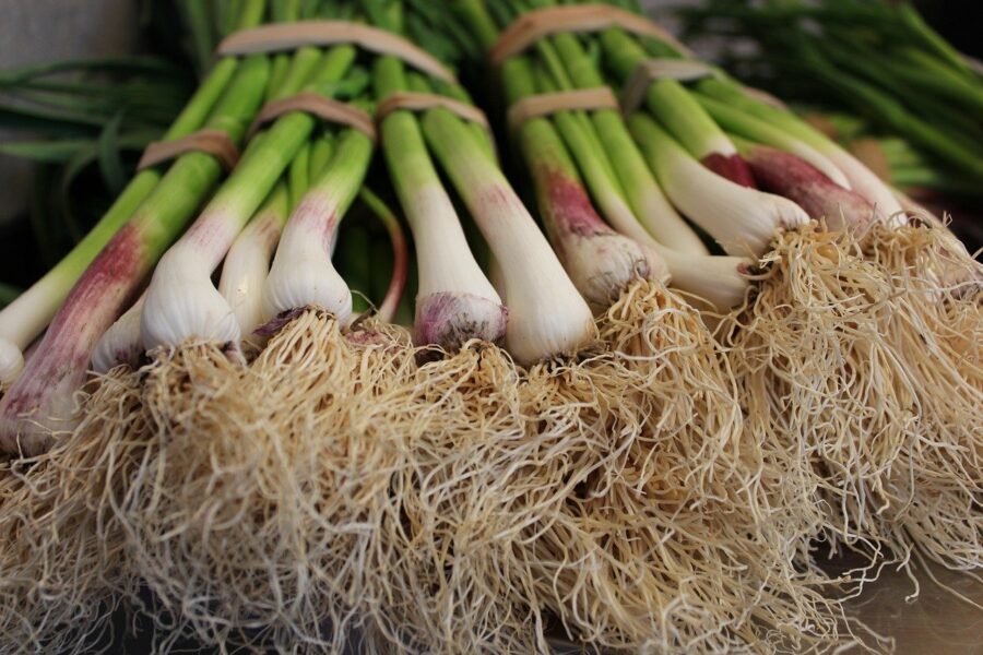 Las mejores cebolletas en el Mercado Central de Abastos de Cádiz. Verduras frescas desde la huerta a tu mesa. Compra online con Mercados de Cádiz