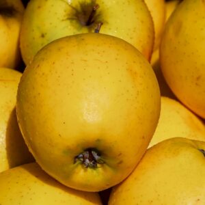 ¡Descubre la magnífica manzana Golden en MercadosdeCádiz.com! Si eres amante de las manzanas sabrosas y jugosas, no puedes dejar pasar la oportunidad de probar la variedad Golden. Con su color dorado y su sabor dulce y refrescante, cada mordisco es una explosión de frescura y satisfacción. La manzana Golden es perfecta para disfrutarla tal cual o para usarla en deliciosas recetas. En MercadosdeCádiz.com, seleccionamos cuidadosamente las mejores manzanas Golden para garantizar su frescura y calidad. ¡No esperes más y disfruta de esta exquisita fruta en casa! Visítanos en MercadosdeCádiz.com y déjanos llevarte la manzana Golden directamente a tu puerta con nuestro servicio de entrega a domicilio.